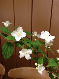 レウコフィルムについて教えてください ネットで初めて見て一目ぼれし 近くの花木 Yahoo 知恵袋