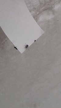 この小さい灰色の虫はなんでしょうか 画像あり 大きさは2 3ミリで Yahoo 知恵袋