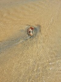 この不気味な生き物は何 石垣島の浅瀬で発見したすごく不気味な生き物 砂の Yahoo 知恵袋