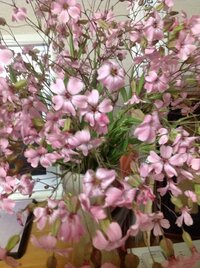 この花の名前がわからずこまっています笹のような細い葉でピンクの花です Yahoo 知恵袋