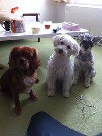 犬小屋 ケージ床 部分の床暖房の熱を断熱できるものを探しています 何か良いもの Yahoo 知恵袋