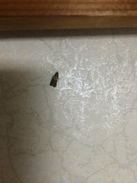 部屋に発生する小さい蛾のような虫

この虫が最近大量発生してます！
一日3〜4は見つけます。

調べてみると 衣服等に卵を産み、服を食べて大きくなるやつに似ているのですがそいつですか ？ショックです(´o｀；)