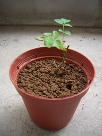 ミニバラの挿し木をしています １月初めに剪定して 赤玉土に挿しました Yahoo 知恵袋