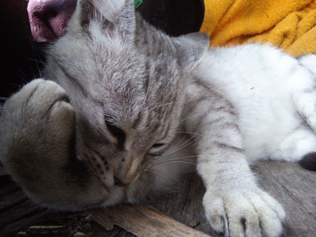 同じ親から生まれた猫はどうして兄弟でも色とか違うんですか 家の1匹の猫は近所と Yahoo 知恵袋