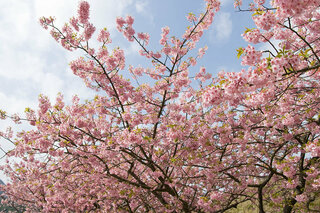 河津桜は種を播いても河津桜が生えてこないので増やすときは接ぎ木か挿し Yahoo 知恵袋