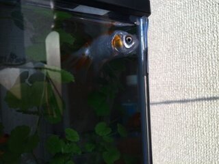 浮く 金魚 逆さま