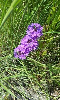 紫の花今の季節 紫の花って多いですよね この道端に咲く花の名前は ご Yahoo 知恵袋