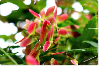 モミジの花なんでしょうか それともモミジの実なんでしょうか モミジの実で Yahoo 知恵袋