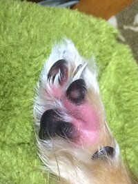 時間に関係なく夜中でも足が赤くなるまでなめるワンちゃんがいます 獣医 Yahoo 知恵袋