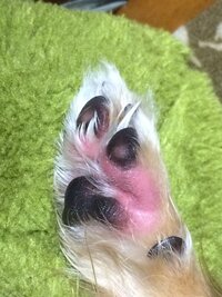 犬が手をずっと舐めていて赤く少し腫れているような感じです 毛もその部 Yahoo 知恵袋