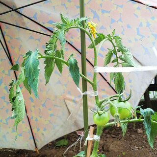 トマトの葉 萎れ 多肥 水遣り過多 根の肥料焼け 夜間の気温 地温 Yahoo 知恵袋