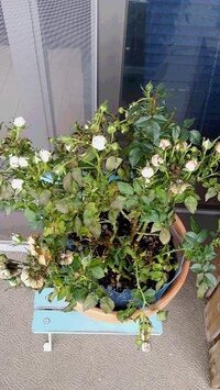 枯れてしまおうとしているバラを元気に出来ますか 先日の中旬 私の誕 Yahoo 知恵袋