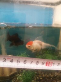 金魚が死んだら泣きますか 何年も飼っていてかなり大きくなったのが Yahoo 知恵袋