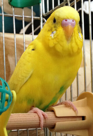 セキセイインコ ハルクイン の性別を教えてください ３歳位になる Yahoo 知恵袋