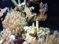 サンゴ 海水魚水槽の水流の作り方を教えてください 水槽のサイズは６ Yahoo 知恵袋