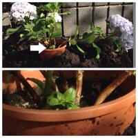 紫陽花の育て方 植え替えについて北海道です 買ったお店ではすぐにでも 植え替え Yahoo 知恵袋