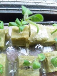 サフィニアを挿し芽で増やす方法を教えてください なかなか根が出てきません Yahoo 知恵袋