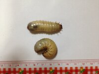 カナブン コガネムシ の幼虫でしょうか 実家の野菜くずとかを捨 Yahoo 知恵袋