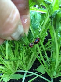 家庭菜園で大根の葉や水菜によく来るこの虫について 北海道で家庭菜 Yahoo 知恵袋