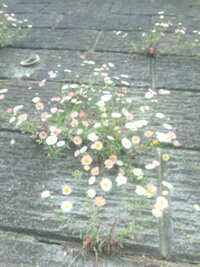 石垣の間から 小さい菊の様な花が咲いていました これは何という Yahoo 知恵袋