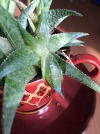 アロエ栽培についてです 長雨が続き室内で栽培していたアロエがふやけてしまいまし Yahoo 知恵袋