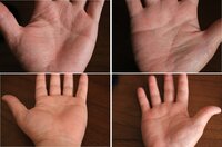 手相わかる方 手相を観ていただけませんか また丘が指と指の間にありま Yahoo 知恵袋