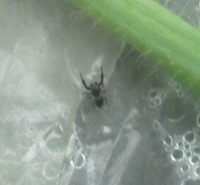 この生物は蜘蛛でしょうか 初めて見ました 3mm位で 前足が蟹のハサミの様です Yahoo 知恵袋