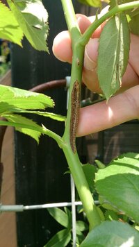 薔薇の茎に傷 穴 があるのを本日発見しました 葉っぱや茎に虫跡や病気 Yahoo 知恵袋