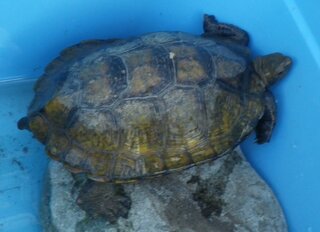 子供が川で亀を拾ってきました 飼おうと思いますが 飼育環境や餌等の事もあり こ Yahoo 知恵袋