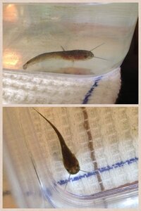 池などに自然にいるおたまじゃくしの主食は何ですか 昔 千葉県の田 Yahoo 知恵袋