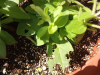 ペチュニアの花弁を食い荒らす虫がいる ペチュニアが盛んに咲いてますが Yahoo 知恵袋