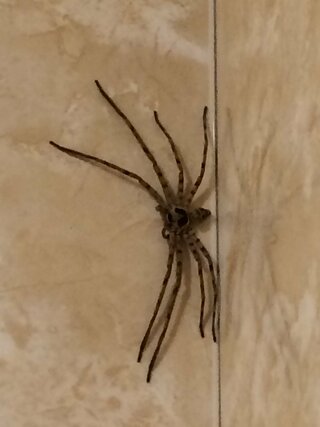 怖い 何の蜘蛛ですか さっきトイレでこんな足長の蜘蛛を発見しました どなたか分 Yahoo 知恵袋