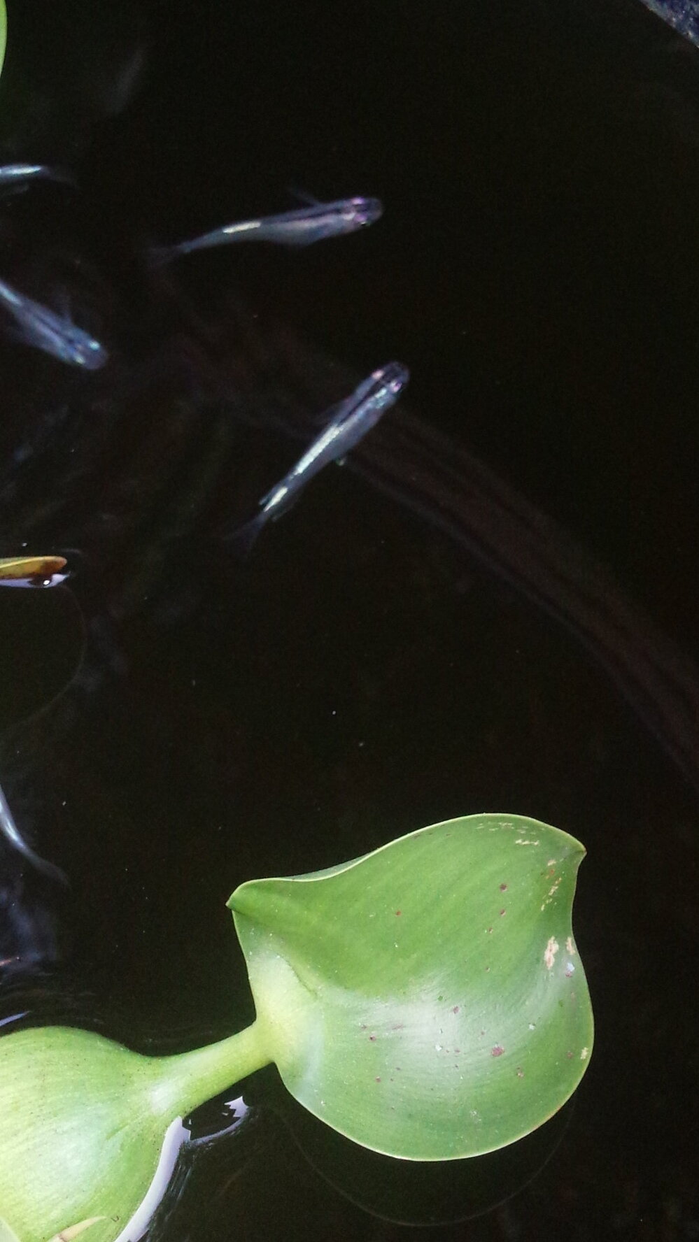 子メダカを親メダカの水槽に移す時期を教えてください ミユキメダカを飼 Yahoo 知恵袋