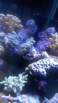 サンゴの毒性について教えて下さい キバナトサカまたはアカバナトサカはどのぐらい Yahoo 知恵袋