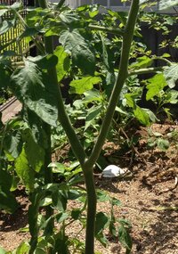 ミニトマトについて写真のミニトマトですが 茎がy字になっておりますが 両方の茎 Yahoo 知恵袋