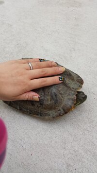 亀を拾いました すごく大きなミドリガメです 飼ったことがないので色々質問させて Yahoo 知恵袋