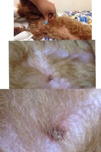 犬の爪についてなんですが 爪周りの毛をめくってみると なんかかさぶたのような Yahoo 知恵袋
