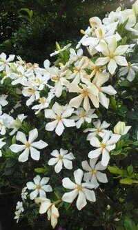 白い花の名前をおしえて下さい 低木に中型の白い花がたくさん咲い Yahoo 知恵袋