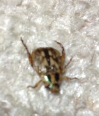 ダニみたいな卵型の体型のこの虫の名前はなんでしょうか 体はベージュ地にこげ茶色 Yahoo 知恵袋