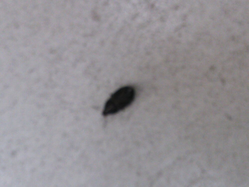 この虫の名前を教えてください 1センチぐらいの大きさで黒い虫です ヒラタ Yahoo 知恵袋