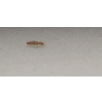 この虫は何ですか 夏になると毎年いつもキッチンの白い大理石の出窓に数匹確認でき Yahoo 知恵袋