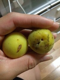 漬ける梅が少し傷んでいます 傷んでいる所を取り除いて漬けてもいいのでしょ Yahoo 知恵袋