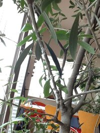 室内でオリーブの木を育てるのは難しいでしょうか 鉢植えのままです Yahoo 知恵袋