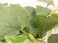 レタスの外側のほうの葉っぱに時々付いている茶色の小さいぶつぶつで どうやって Yahoo 知恵袋