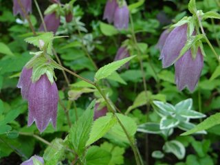 花の名前を教えて下さい 鈴状の綺麗な花です 写真を添付しました Yahoo 知恵袋