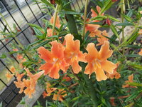 この花の名前の分かる方教えてください 常緑低木で春から初夏にかけてオレンジ色の Yahoo 知恵袋