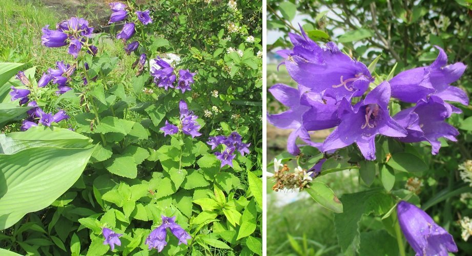 キキョウに似た花の名前を教えてください 昨日 十和田市の道端の草むらの中 Yahoo 知恵袋