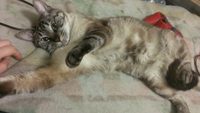 猫好きさんに質問します うちの猫はブラッシングが大好きで 毎日 Yahoo 知恵袋