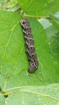 庭にカラーという植物があり 芋虫が葉っぱを食べています 芋虫 の種類を Yahoo 知恵袋