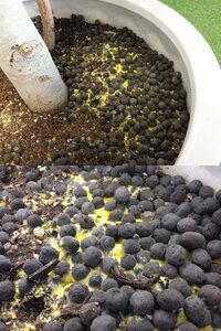 こんにちは 1週間ほど前から ゴムの木の植えてある土 や石 などに黄色いカビ状 Yahoo 知恵袋